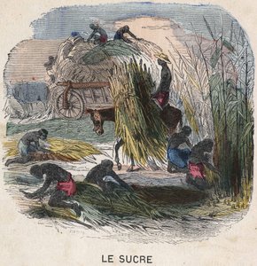Suikerriet oogsten in de West-Indië. Illustratie uit de 19e eeuw, Bianchetti collectie