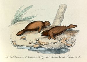 Illustratie uit het boek "Complete Works of Buffon": Les Quadrupedes (gravure) door Unknown artist
