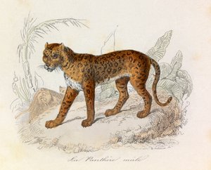Illustratie uit het boek "Complete Works of Buffon": Les Quadrupedes: La panthere (gravure)