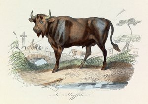 Illustratie uit het boek "Complete Works of Buffon": Les Quadrupedes: De buffel (gravure) door Unknown artist