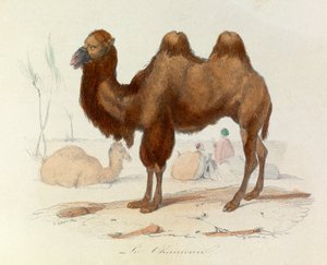Illustratie uit het boek "Complete Works of Buffon": Les Quadrupedes: Le cameau (gravure)