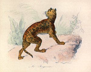 Illustratie uit het boek "Complete Works of Buffon": Les Quadrupedes: De jaguar (gravure)