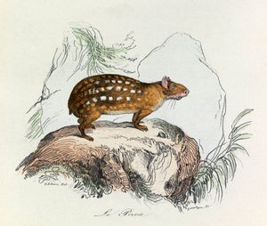 Illustratie uit het boek "Complete Works of Buffon": Les Quadrupedes: De paca (gravure)
