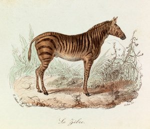 Illustratie uit het boek "Complete Works of Buffon": Les Quadrupedes: Le zebre (gravure) door Unknown artist