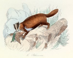Illustratie uit het boek "Complete Works of Buffon": Dieren: De das (gravure)