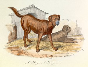 Illustratie uit het boek "Complete Works of Buffon": Les animaux: Le dogue et le doguin (gravure)