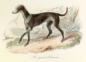 Illustratie uit het boek "Complete Works of Buffon": Les animaux: Le grand danish (gravure) door Unknown artist