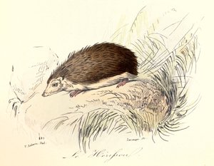 Illustratie uit het boek "Complete Works of Buffon": Les animaux: Le herisson (gravure)