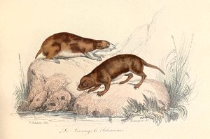Illustratie uit het boek "Complete Works of Buffon": Les animaux: Le leming et le scherman (gravure)