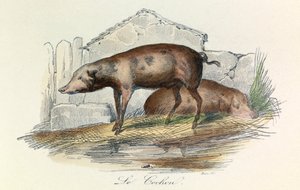Illustratie uit het boek "Complete Works of Buffon": Les animaux: Le pichon (gravure) door Unknown artist