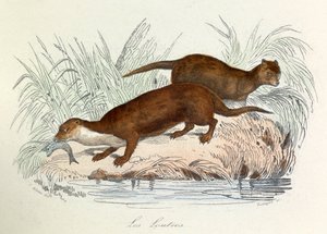 Illustratie uit het boek "Complete Works of Buffon": Les animaux: Les ottres (gravure) door Unknown artist