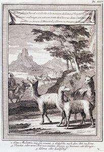 Lamas van Peru - in "Historische Reis door Zuid-Amerika in opdracht van de Koning van Spanje door Don George Juan en Don Antoine de Ulloa", T.1, bij C.A. Jombert, Librairie du Roi, Parijs