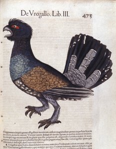 De grote korhoen (of grote haan van de hei) in Historia Animalium van Conrad Gesner (1516 - 1565), Tiguri door Unknown artist