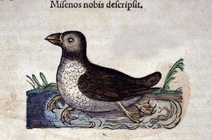 De grote zaagbek in Historia Animalium van Conrad Gesner (1516 - 1565), Tiguri door Unknown artist