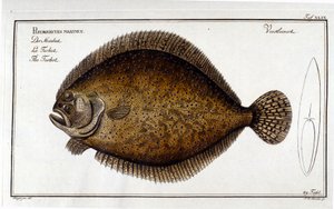 De tarbot of Pleuronectes maximus naar Marc Elieser Bloch Ichtyologie Parijs - Berlijn - Londen 1787 door Unknown artist