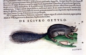 De eekhoorn - in Historia Animalium door Conrad Gesner (1516 - 1565), Tiguri