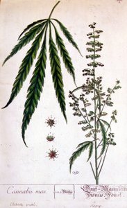 Mannelijke cannabisplant. Gravure 19e eeuw. door Unknown artist