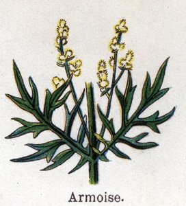 Medicinale en voedsel botanische planten: alsem. Gravure in 