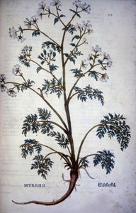 Myrrrhis Odorata Fuchs: kervel muskus - In "Natuurlijke Geschiedenis van Cacao en Suiker"