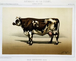 Normandische koe