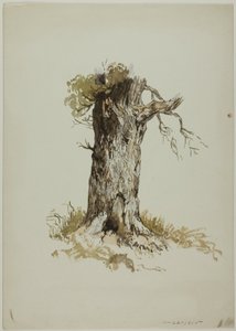 Oude boomstam (recto); Oude boomstam (verso)