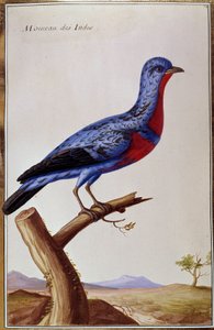 Ornithologie: een mus uit de Indes. Plaat uit de 18e eeuw. Parijs, B.N.
