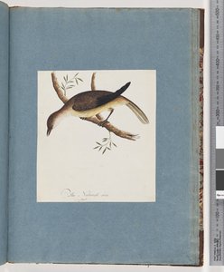 Pagina 108. Onbekende Vogel door Unknown artist