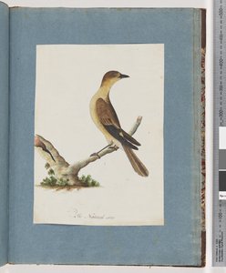 Pagina 109. Onbekende vogel