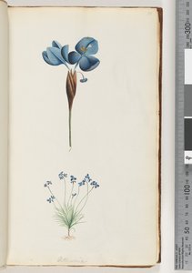 Pagina 10. Pattersonia door Unknown artist