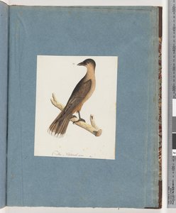Pagina 110. Onbekende Vogel door Unknown artist