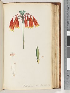 Pagina 111. Blandfordia nobilis Exot. Bot. t. 4. Kerstklok door Unknown artist