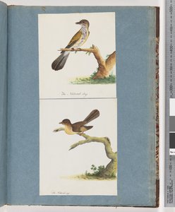Pagina 111. Onbekende Vogel. 112. Onbekende Vogel. door Unknown artist