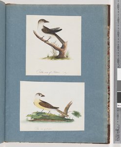 Pagina 121. Onbekende vogel. 122. Onbekende vogel door Unknown artist