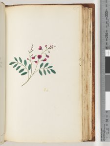 Pagina 125. Onbekende plant door Unknown artist