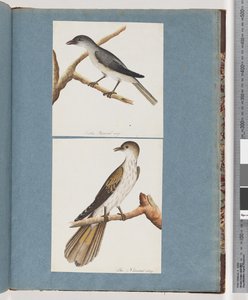 Pagina 127. Onbekende Vogel. 128. Onbekende Vogel door Unknown artist