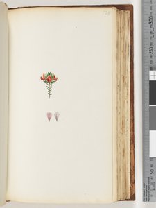 Pagina 128. Onbekende plant door Unknown artist