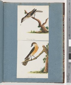 Pagina 133. Onbekende Vogel. 134. Onbekende Vogel door Unknown artist
