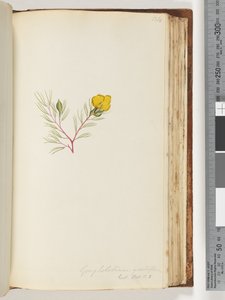 Pagina 134. Gompholobium grandiflorum / Exot. Bot. t. 5 door Unknown artist