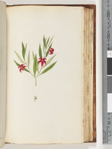 Pagina 136. Onbekende plant door Unknown artist
