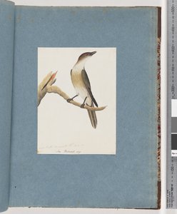 Pagina 137. Onbekende vogel, mogelijk de Harmonic Thrush door Unknown artist