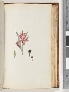 Pagina 139. Naamloze bloeiende plant door Unknown artist