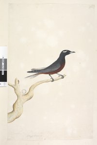Pagina 13. Ocypterus. boven titel in andere hand December. Natuurlijke grootte Witte, Gebroodde Houtzwaluw Artamus superciliosus, mannetje door Unknown artist