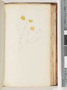Pagina 142. Geen inscriptie, onvoltooide tekening, onbekende plant door Unknown artist