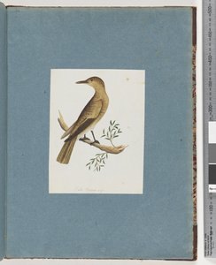 Pagina 144. Onbekende Vogel door Unknown artist