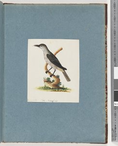 Pagina 146. Onbekende vogel. Honingeter door Unknown artist