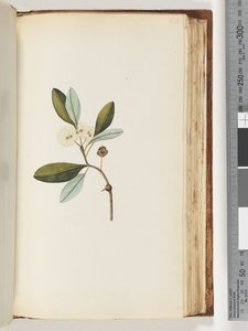 Pagina 146. Onbekende plant