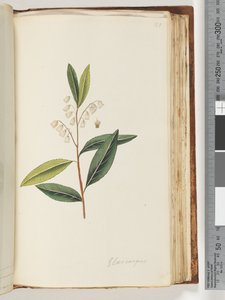 Elaeocarpus