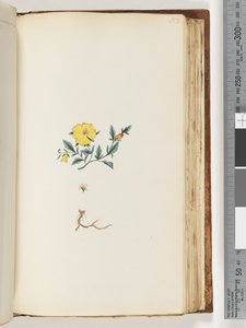 Pagina 153. Onbekende plant door Unknown artist