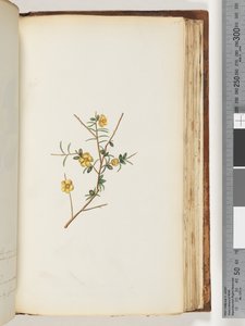 Pagina 155. Onbekende plant door Unknown artist