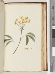 Pagina 158. Onbekende plant door Unknown artist